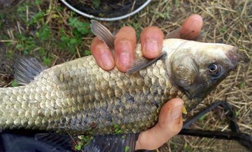 野钓技巧野钓鲫鱼技巧 秋季钓鱼技巧野钓鲫鱼