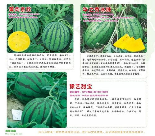 哪种气候更适合种植西瓜