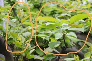 植物的赤霉素和细胞分裂素有什么作用