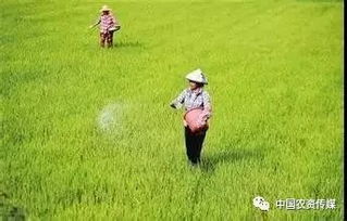 化肥 效果翻倍的用肥方法,你知道吗