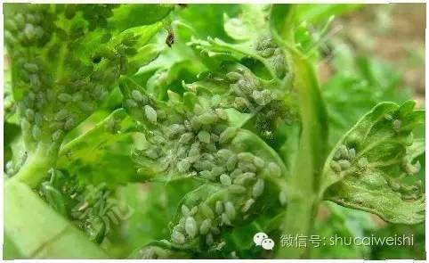 注意 今年蚜虫爆发条件充足,会变形的蚜虫,难以想象的强大