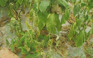 茄子枯萎病 黄萎病及青枯病 根腐病 茎基腐病就是这么区别