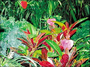 致癌花木惊现京城人家 专家列举52种促癌植物