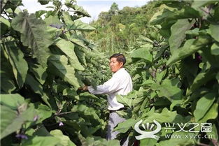 两米高的茄子亩产3万斤 兴义白碗窑村民致富有方