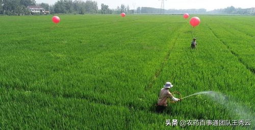 高效杀菌剂吡唑醚菌酯,使用方便但是有注意事项吗 看看这几点