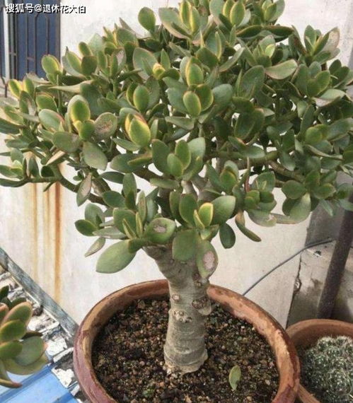 盆栽玉树怎么施肥 摸清2个门道,观花赏叶 养成老桩全没问题