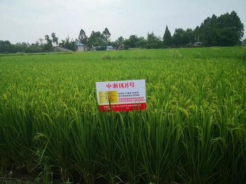 高产优质稻中浙优8号在四川各地种植表现及技术要点总结