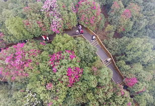 长寿花的花期多长时间