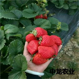红颜草莓苗种植技术以及亩产收益 红颜草莓苗采摘园首选