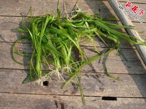 龙骨草有什么功效 