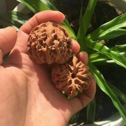 核桃怎么盘红 告诉你盘玩小窍门