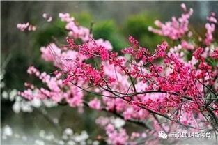 聚焦宾阳 本月末宾阳县陈平镇将邀您登山看梅花