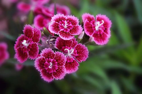 母亲花石竹花 石竹花花语是什么 了解不一样的母亲花