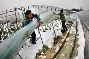 当大棚蔬菜遇上雪灾,哭完之后我们总结了哪些经验教训