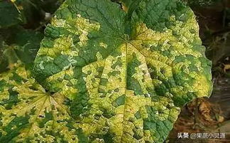 细菌性角斑病是黄瓜生产中为害较重的病害之一,帮你做好防治工作