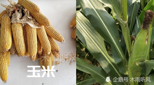 选择玉米品种的技巧是什么,两个玉米种子更高产