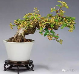 火棘盆景栽培管理技巧