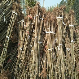 高陵地区矮化香椿苗脱毒一代苗种植技术