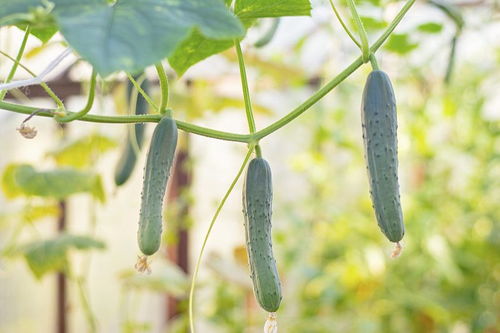 丝瓜种植季节是什么时候