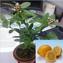 果苗果树香水柠檬苗柠檬树柠檬果苗花卉果木果树盆栽四季柠檬
