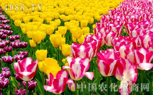 郁金香什么时候开花