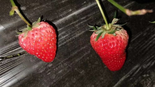 草莓是什么季节的水果 亩产多少斤