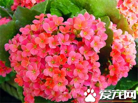 长寿花有什么作用 长寿花可以净化空气