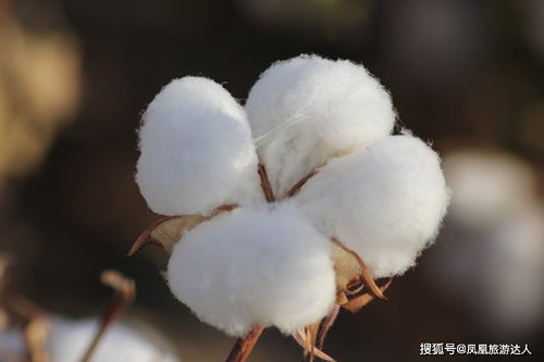 为新疆棉花发声,笑看H M 耐克抵制新疆棉花