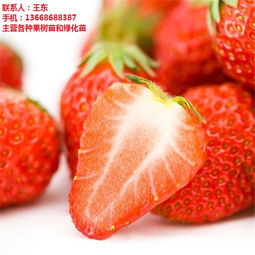章姬草莓苗价格 仁源农业科技 章姬草莓苗