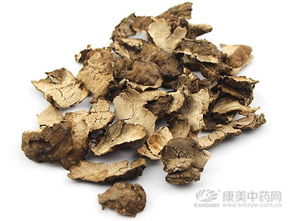茯苓皮的栽培方法与采集加工