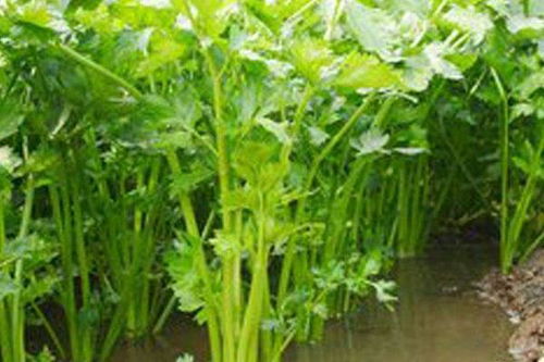 小香芹种植方法和时间,春夏秋季都可种植