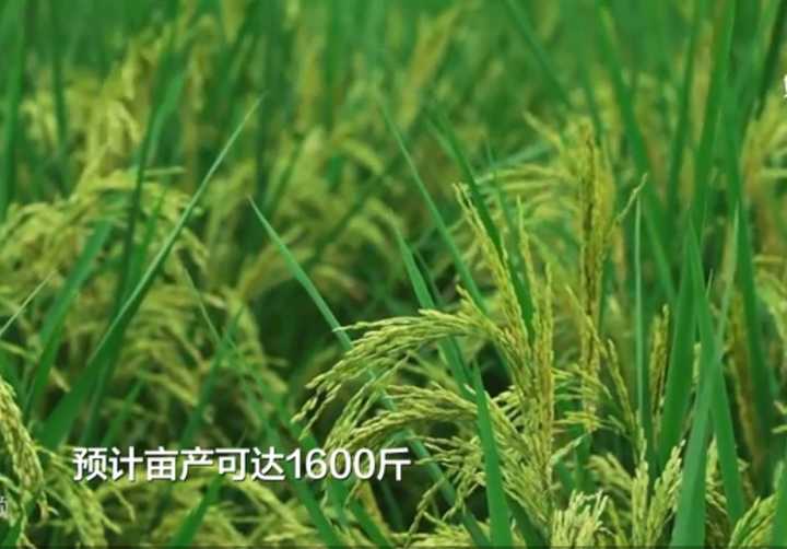 世界最高水稻在我国重庆大足试种成功,植株高达2.2米,产量如何