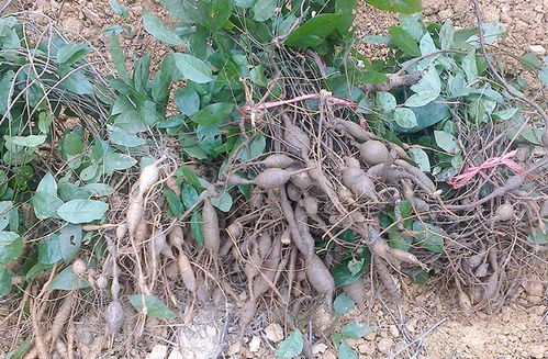 怎样种植牛大力,你知道吗