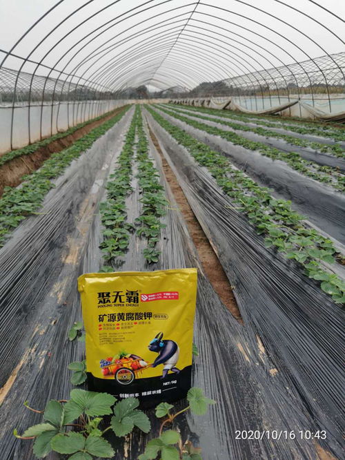 草莓盛果期用什么肥,草莓结果期怎么施肥,追肥用它,比喷磷酸二氢钾效果还好