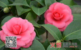 山茶花什么时候开花