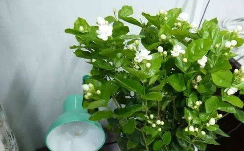 4种花,漂亮 花期长,第3种是 花界劳模 ,全年无休,有土就活