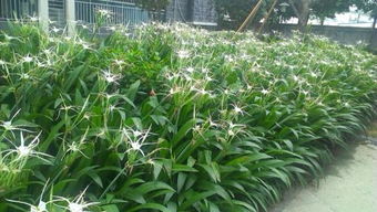 叶如紫根兰,开白色花,花名是什么