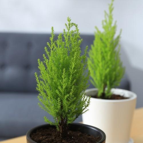 长辈说这几种花不吉利,养在家门口寓意差,再也不养了