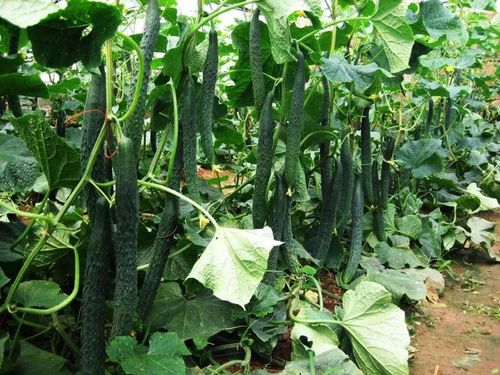 蔬菜生长温度大全 菜农绝对不能错过