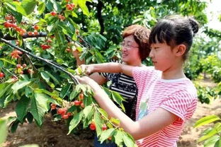 灞桥白鹿原 红灯 高挂 亲自采摘樱桃乐趣多