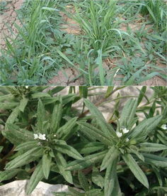 极飞农业 识别麦田杂草