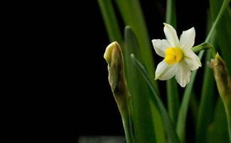 水仙花叶子变黄应该怎么办啊
