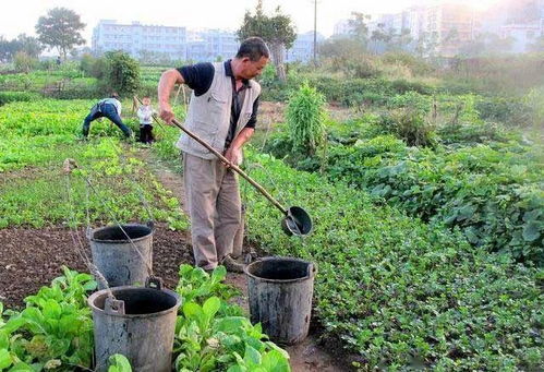 年年补磷还年年缺磷 学会这些,解决作物缺磷难题