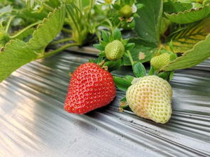 种植草莓,多花几块钱,用上这2种东西,草莓口感高,香味浓