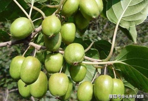 软枣猕猴桃,水果中维c之王,营养价值极高,味道鲜美产量极高 养殖