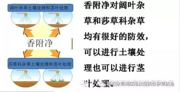 氯吡嘧磺隆在玉米田和甘蔗田的使用技术