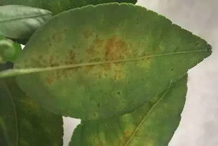 推广 柑橘脂点黄斑病大暴发 该如何防治 看看这些土专家是怎么做的