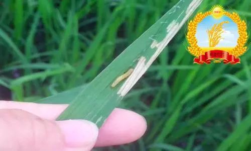 水稻有潜叶蝇,什么药剂可有效治理
