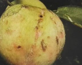 防桃小食心虫用那药好