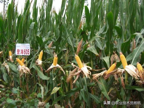 玉米能亩产2000斤,只因为做了这些,你也可以的,高产玉米 登海 小麦 网易订阅